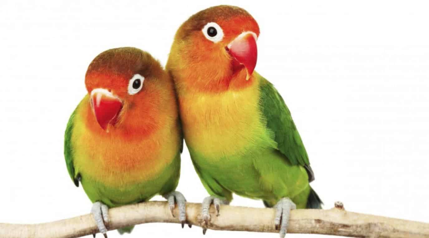 Cara Ternak Lovebird Agar Cepat Bertelur Untuk Pemula