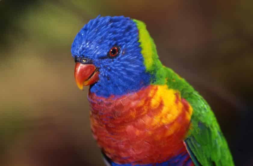 Burung Parkit Australia