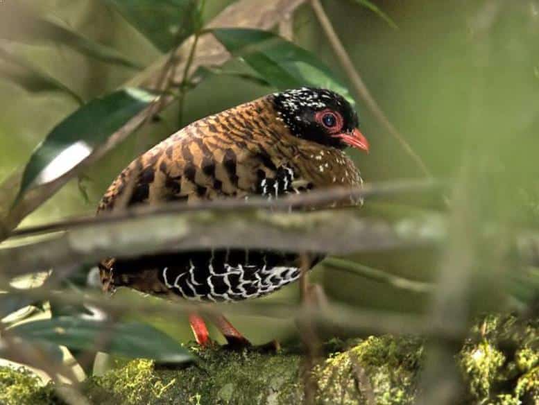 Gambar Burung Puyuh Hutan Sumatera