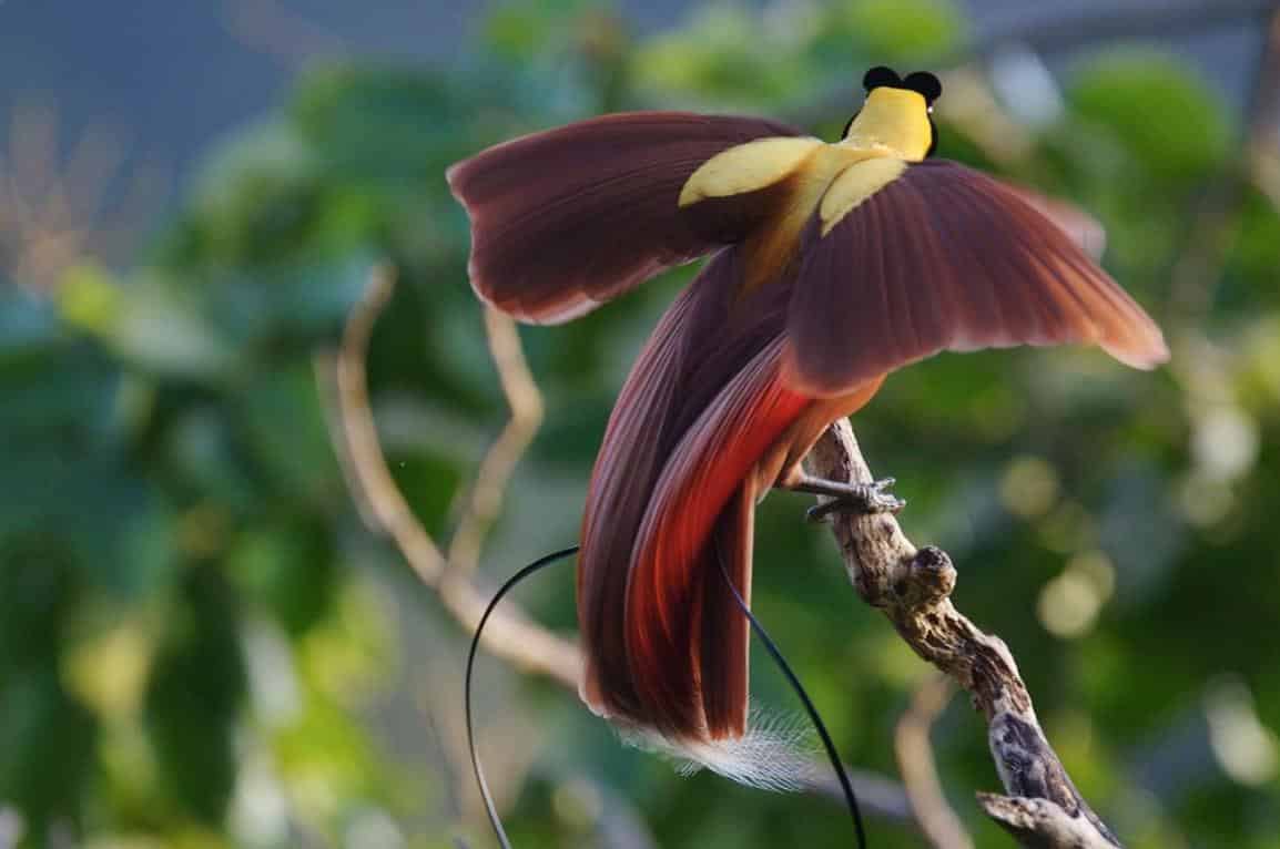 80 Gambar Burung Cendrawasih Di Papua Gratis Terbaik