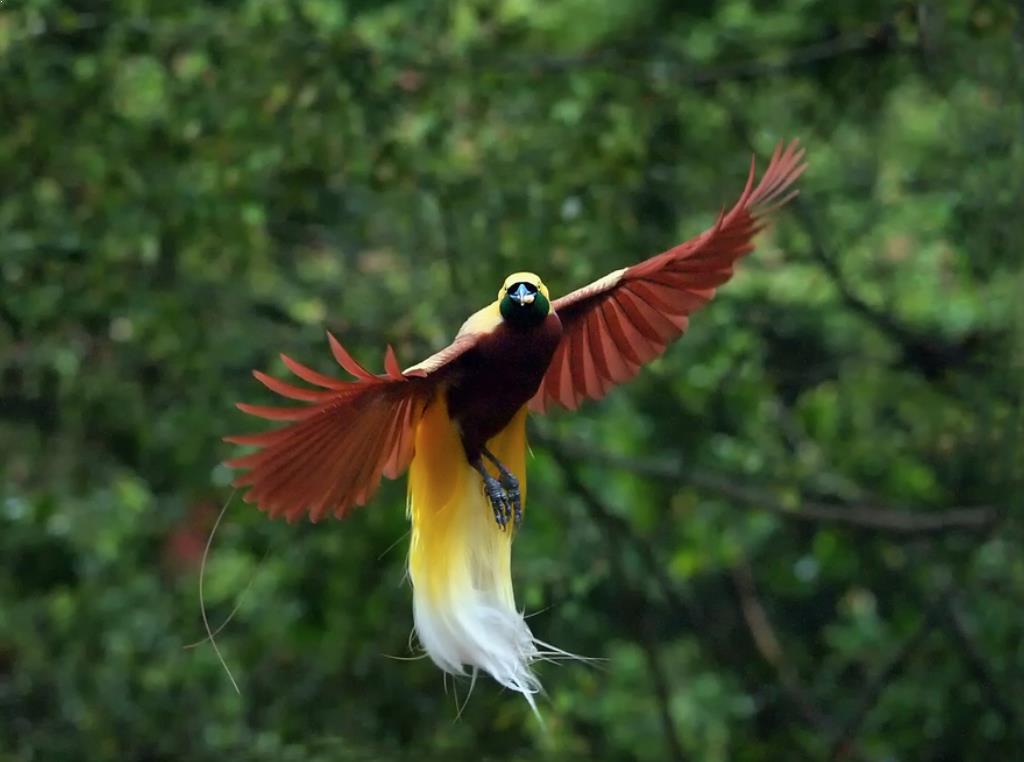 580 Koleksi Gambar Burung Cendrawasih Papua Terbaru
