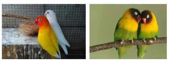 Cara membedakan burung lovebird jantan dan betina