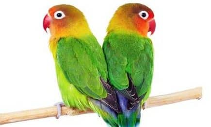 Bentuk Sayap Burung Lovebird Jantan dan Betina