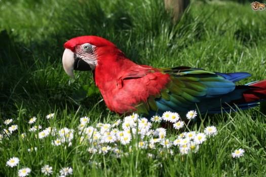 Gambar Burung Grend Winged Macaw