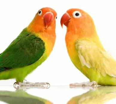 Cara Membedakan Lovebird Jantan dan Betina Umur 2 Bulan