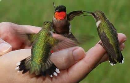 Gambar Perawatan Burung Kolibri Ninja