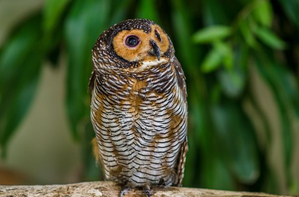 Gambar Burung Hantu Spotted Owl