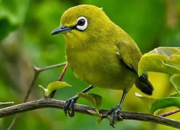 Gambar Burung Pleci Sulawesi